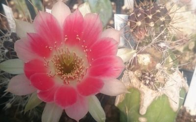 Floraison du premier cactus