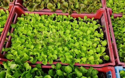 Des salades… culture en extérieur pour des plants costauds…