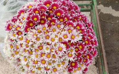 Les nouveautés de Toussaint