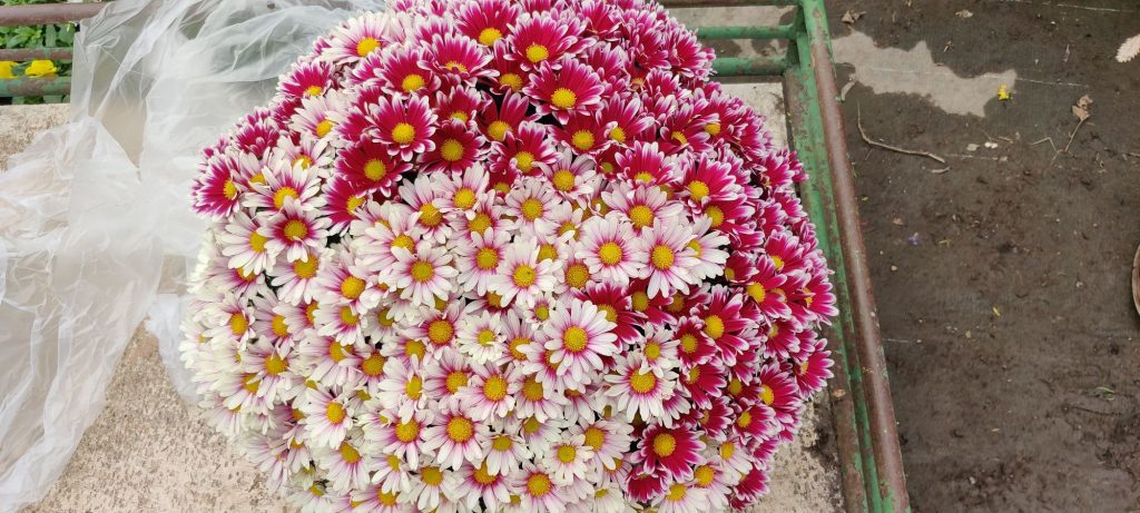 Les nouveautés de Toussaint